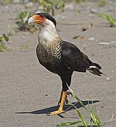 Caracara (Caracara cheriway), también conocido como "quebrantahuesos", en el río Tárcoles.