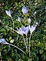 Crocus speciosus 'Artabir' clump