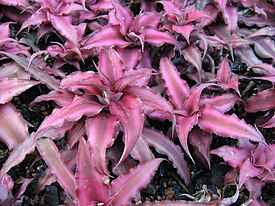 Cryptanthus bivittatus