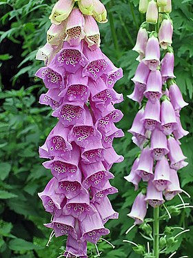 Digitalis purpurea L.