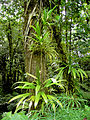 Image 35Rich rainforest habitat in Dominica (from Habitat)