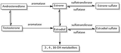 Estrogen biosynthetic pathway.