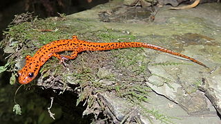 Eurycea lucifuga, also known as the Spotted-tail salamander. Unlike other cave salamanders like the olm, this species has functioning eyes, and still has pigment in its skin.