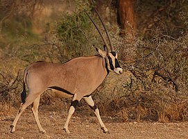 Common beisa oryx (O. b. beisa)