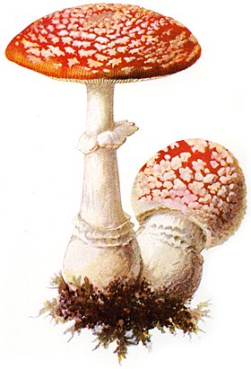 Amanita muscaria Albin Schmalfuß, 1897