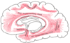 Diagram of the human brain, with uncinate fasciculus indicated on lower left.