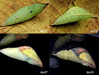 Chrysalis