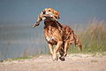 Image 46A gun dog retrieving a duck during a hunt (from Animal)