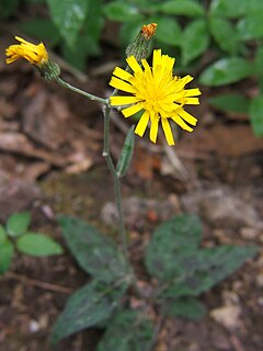 Description de l'image Hieracium maculatum.jpg.