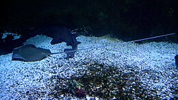 A spotted stingray with a long tail, lying on sand with a Horn shark in an aquarium