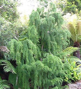 Lagarostrobos franklinii (pinheiro-de-huon)