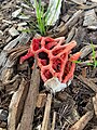 Weiteres Exemplar der Hydnora abyssinica