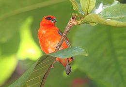 Foudia madagascariensis en isla Curieuse