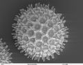 Scanning electron micrograph of I. purpurea pollen