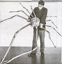 タカアシガニは脚を広げると12 ft (3.7 m)に達する