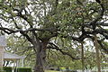 Large live oak tree in front of entrance to LBJ Ranch