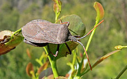 Macho de Amorbus rubiginosus.