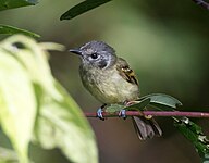 Marble-faced bristle-tyrant