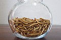 Freeze-dried mealworms as food (or food ingredient)