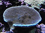 Montipora verrucosa at Birch Aquarium in San Diego, CA