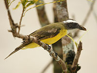 Social flycatcher