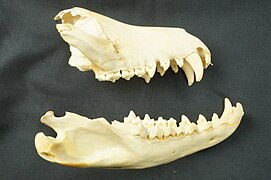 Thylacine skull (NML-VZ A26.9.1910.1) held at World Museum, Liverpool.