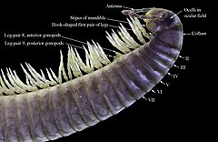 Male Ommatoiulus moreleti (Julida, Julidae) showing juliform characteristics: large collum, two pair of gonopods, and fused, cylindrical body segments. The hook-shaped first leg pair is unique to Julida.