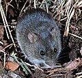 Marsh rice rat (Oryzomys palustris)