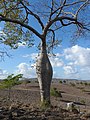 Ceiba glaziovii