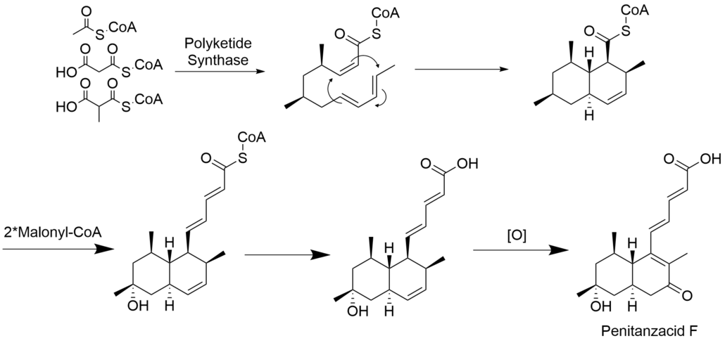 Penitanzacid F Biosynthesis