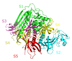 Pertussis toxin subunit 1