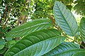 Rameau feuillé de Piper arboreum (cultivé au jardin botanique de Cracovie