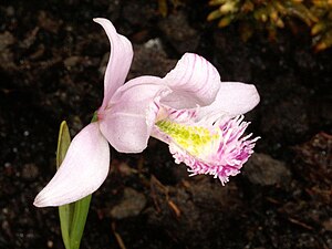 Pogonia ophioglossoides