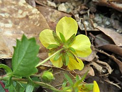 萼片、副萼片の外面に毛が生える。