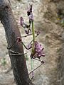 Empusa fasciata, Йорданія