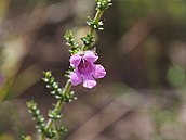 Prostanthera howelliae в национальном парке Уошпул