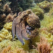 Pieuvre commune dans le parc naturel de l'Arrábida, Portugal. Juillet 2020.