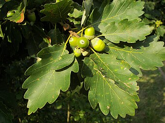 Shoot with leaves and acorn