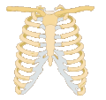 Rib cage