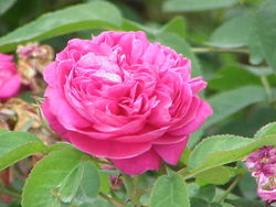 Rosa damascena