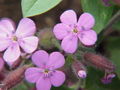 Saponaire de Montpellier ou Saponaire rose