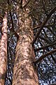 Central trunk of a tree