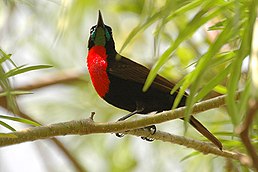 Нектарець червоноволий (Chalcomitra senegalensis)