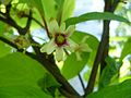 Schisandra chinensis