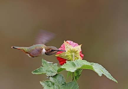 Scintillant hummingbird piercing the flower, by Charlesjsharp
