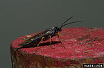 A black hymenopteran with pale brown legs, sitting on a red-painted wooden post.