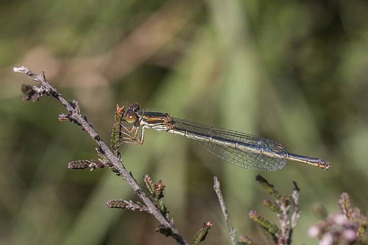 Самка стрекозы Ceriagrion tenellum (форма melanogastrum)