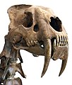 7th saber-tooth instance: Machairodontinae (Felidae, Feliformia, Carnivora) – Smilodon skull and upper cervical vertebrae