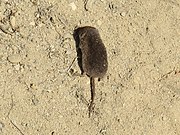 Brown shrew