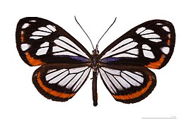 Museum specimen ♂ dorsal side